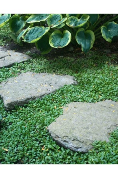 Мазус ползучий (цветы сиреневые)